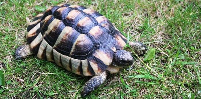 Marginated tortoise Marginated tortoise for sale baby marginated tortoise hatchlings pet