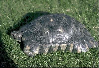 Marginated tortoise Care of THE MARGINATED TORTOISE Testudo marginata British