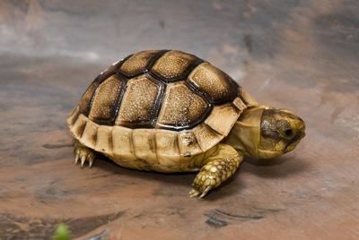 Marginated tortoise marginated tortoise british hibernation patterns