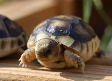 Marginated tortoise Marginated Tortoise Care Sheet Reptile Centre