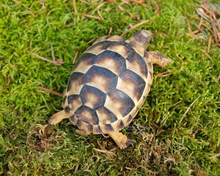 Marginated tortoise Tortaddiction Marginated tortoises update