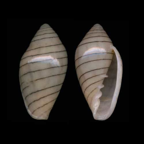 Marginella diadochus