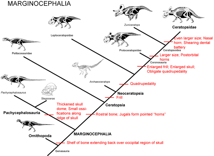 Marginocephalia Bio Geo Nerd Dinosaur Genealogy