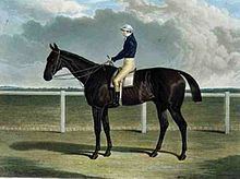 Margrave (horse) httpsuploadwikimediaorgwikipediacommonsthu