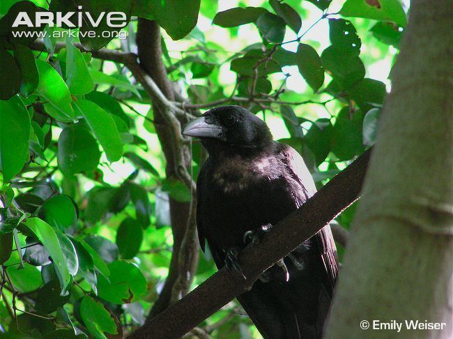 Mariana crow Mariana crow photo Corvus kubaryi G44354 ARKive
