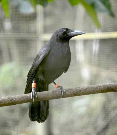 Mariana crow Mariana Crow