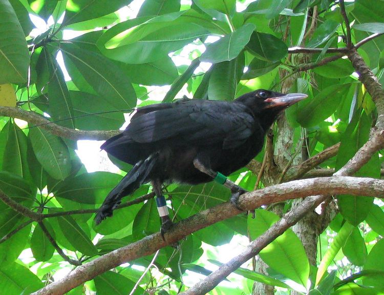Mariana crow Without intervention Mariana crow to become extinct in 75 years