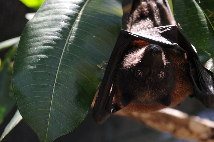 Mariana fruit bat Save the fruit bats First largescale survey at Andersen sets
