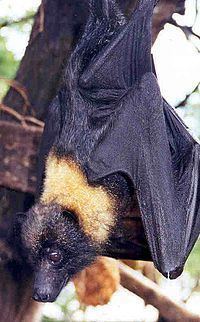 Mariana fruit bat httpsuploadwikimediaorgwikipediacommonsthu