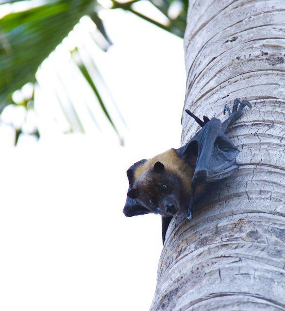 Mariana fruit bat Bats are not bugs the Mariana fruit bat and Pagan Island need you