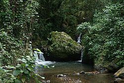 Maricao State Forest httpsuploadwikimediaorgwikipediacommonsthu