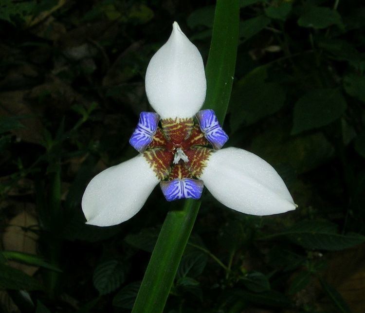 Mariceae
