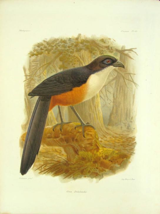 Marie Firmin Bocourt