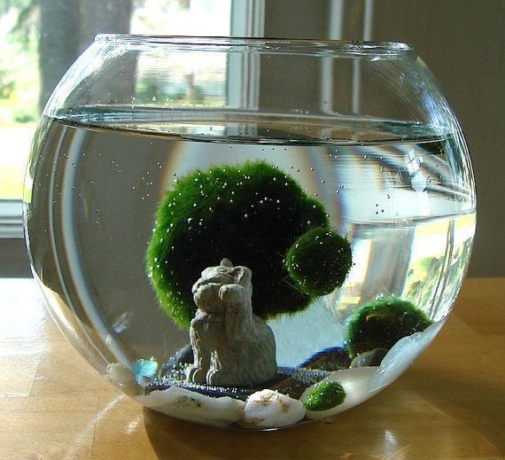 Marimo 1000 images about i lt3 Marimo Balls on Pinterest Lakes Pets and
