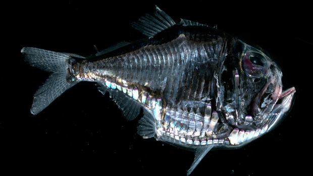 Marine hatchetfish 1000 images about Animals Hatchetfish on Pinterest Animales