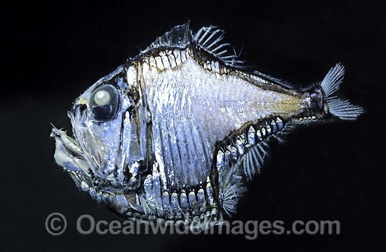 Marine hatchetfish Hatchetfish Images amp Photos