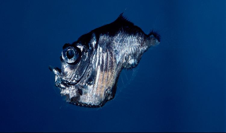 Marine hatchetfish Deepsea hatchetfish Australian Geographic