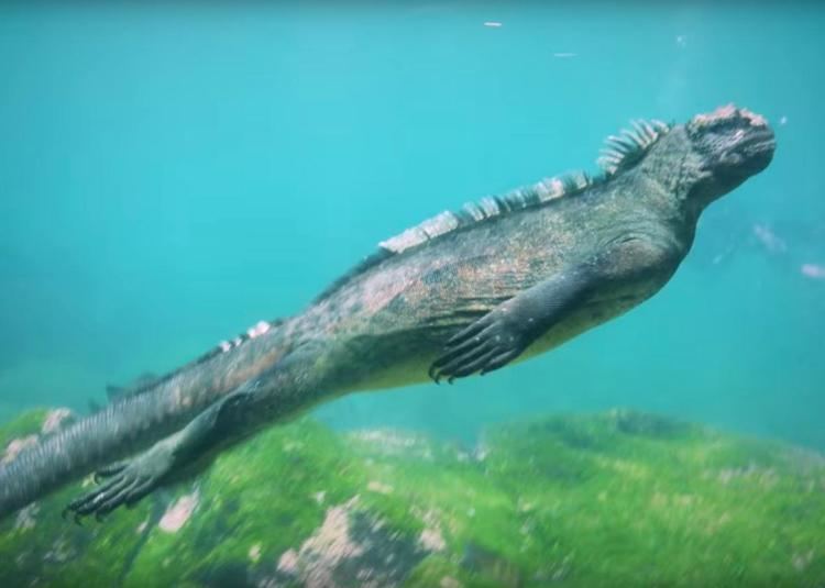 Marine iguana Video of a marine iguana feeding underwater in the Galapagos VIDEO