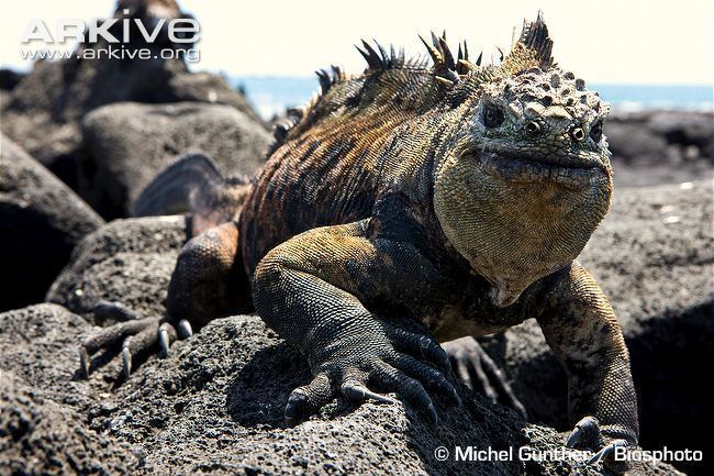 Marine iguana Galapagos marine iguana videos photos and facts Amblyrhynchus