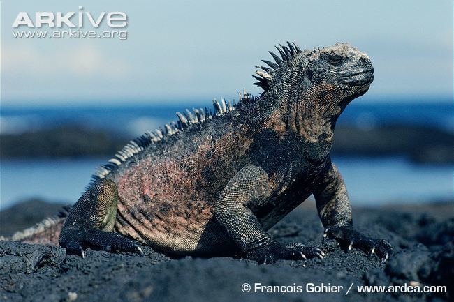 Marine iguana Galapagos marine iguana photo Amblyrhynchus cristatus G8284 ARKive