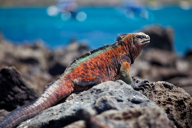 Marine iguana The Unique Marine Iguanas Of The Galpagos Islands