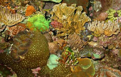Marine invertebrates Lighting Photosynthesis and Marine Invertebrates Full Article