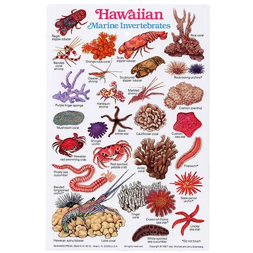 Marine invertebrates Hawaiian Marine Invertebrates ID Card