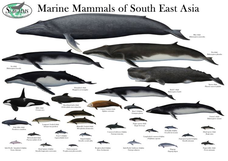 Marine mammal - Alchetron, The Free Social Encyclopedia