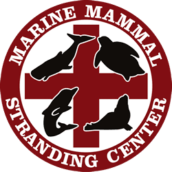 Marine Mammal Stranding Center 4bpblogspotcomXlqzI7GPdkT4d4TvkA8wIAAAAAAA