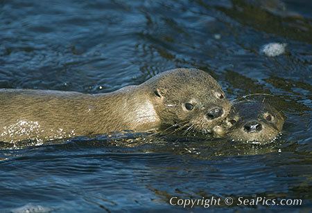 Marine otter Marine Otters Pictures Photos Images SeaPicscom