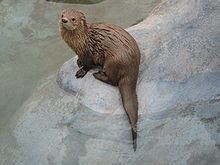 Marine otter httpsuploadwikimediaorgwikipediacommonsthu