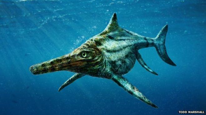 Marine reptile New species of marine reptile identified from Skye fossils BBC News