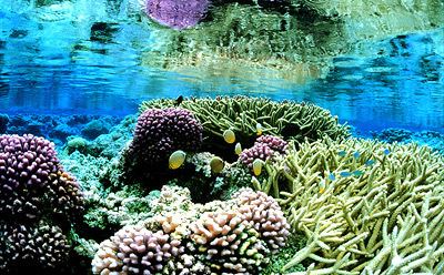 Marine reserve Saving the seas The Economist