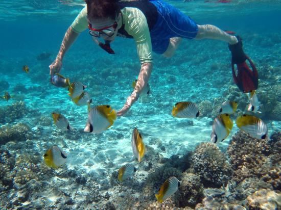 Marine reserve Aroa Marine Reserve Rarotonga Cook Islands Top Tips Before You