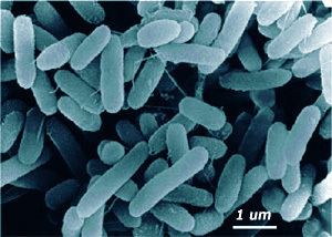 Marinobacter Marinobacter aquaeolei MicrobeWiki