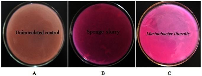 Marinobacter A negative control B activity of sponge slurry C Marinobacter
