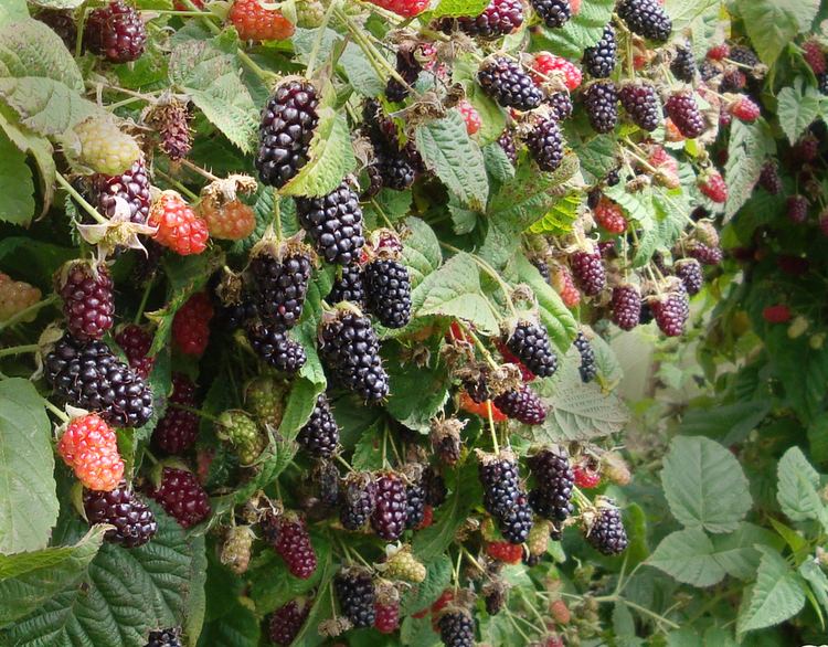 Marionberry Everything You Ever Wanted to Know About Oregon Marionberries
