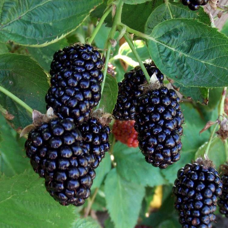 Marionberry Marionberry Hybrid Berry Plants Stark Bro39s