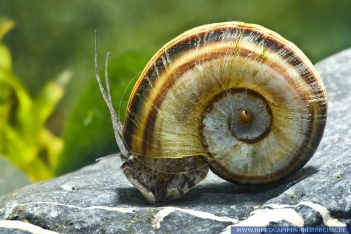 Marisa cornuarietis Marisa cornuarietis M rotula alias Giant ramshorn snail