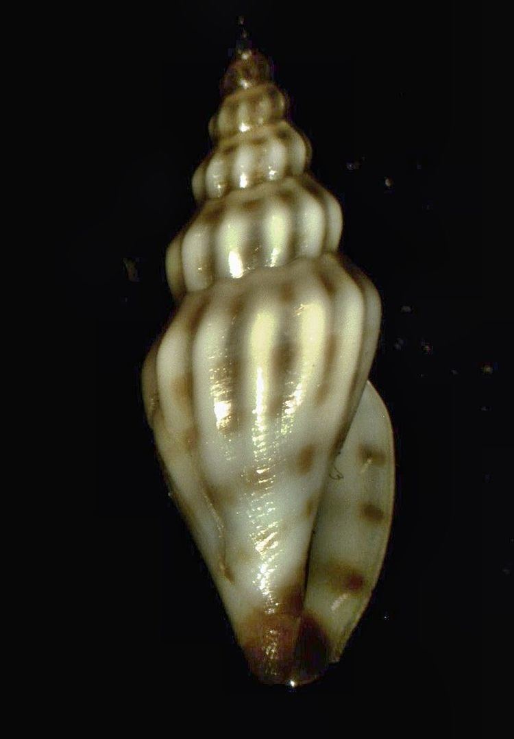Marita (gastropod)