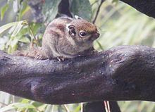 Maritime striped squirrel httpsuploadwikimediaorgwikipediacommonsthu