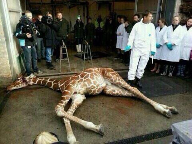 Marius (giraffe) Marius the giraffe butchered in front of children and fed to lions