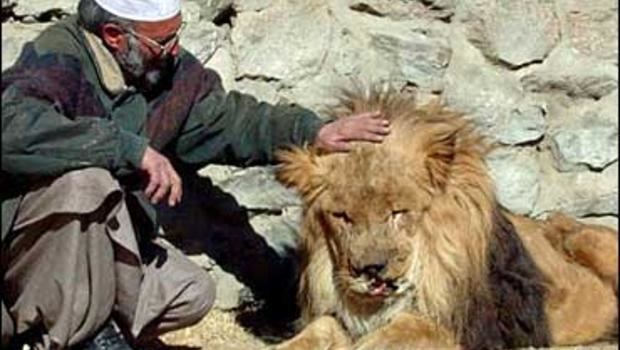 Marjan (lion) Marjan OneEyed Afghan Lion Dies CBS News