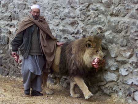 Marjan (lion) Photo of the Day Archive Page 5 quotPull out your swords and