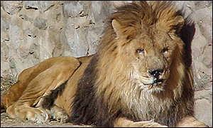Marjan (lion) BBC News SOUTH ASIA Help arrives for Kabul39s warweary lion