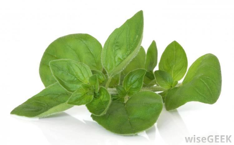 Marjoram What is Marjoram with pictures