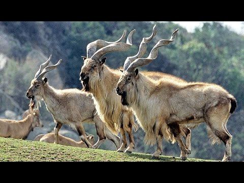 Markhor Markhor National animal of Pakistan video YouTube