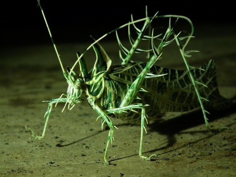 Markia hystrix Pirced grasshopper Saltamonte con espinos Konik polny Markia