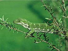 Marlborough green gecko httpsuploadwikimediaorgwikipediacommonsthu