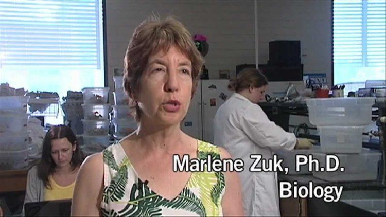 Marlene Zuk UCR Prof Marlene Zuk on Her Book and Sex in the Insect World YouTube